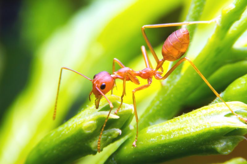 Ants Extermination Service
