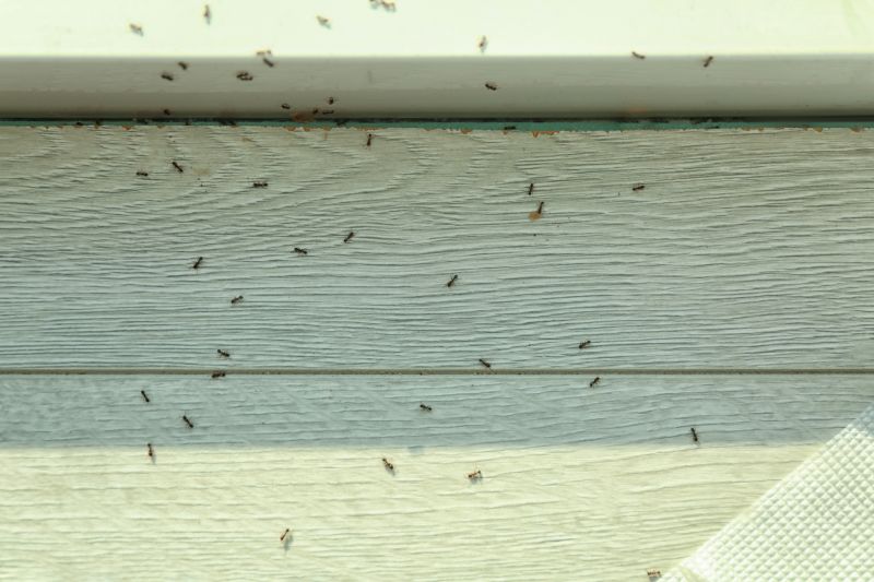 Ants Extermination Service