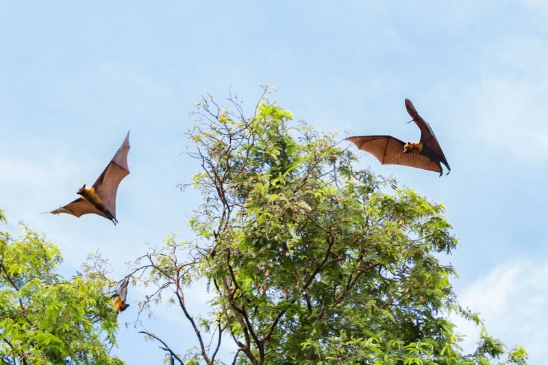 Bat Infestation Service