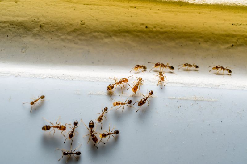 Black Ant Extermination
