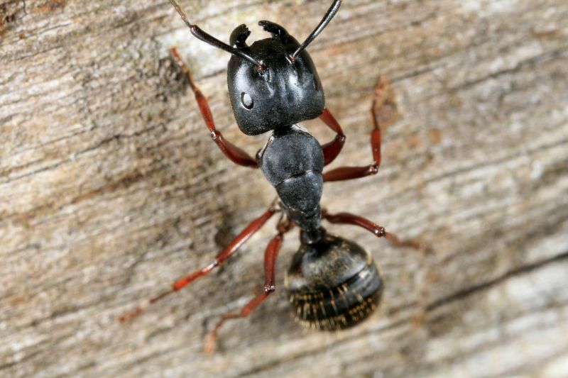 Carpenter Ant Extermination