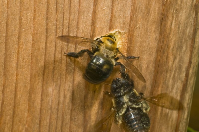 Carpenter Bees Extermination