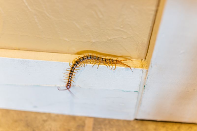 Centipede Extermination