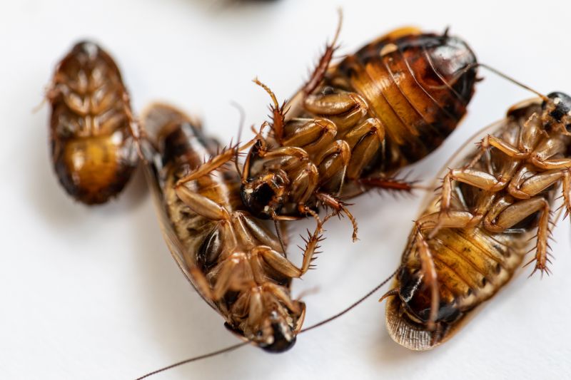 Cockroach Extermination