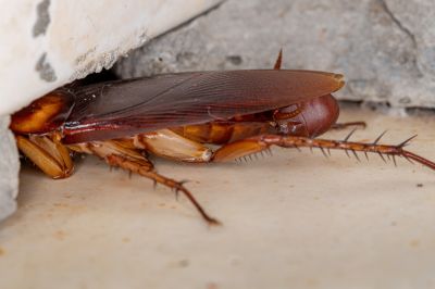 Common Areas Roaches Hide