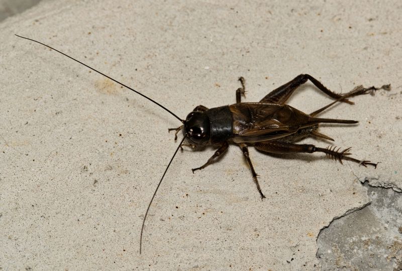 Cricket Control Service