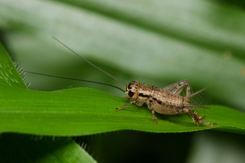 Cricket Control Service