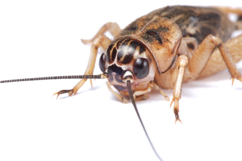 Cricket Control Service