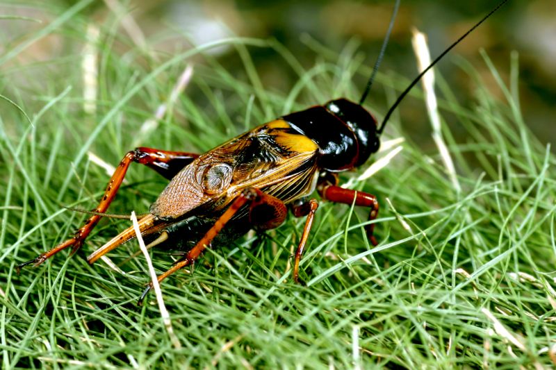 Cricket Control Service