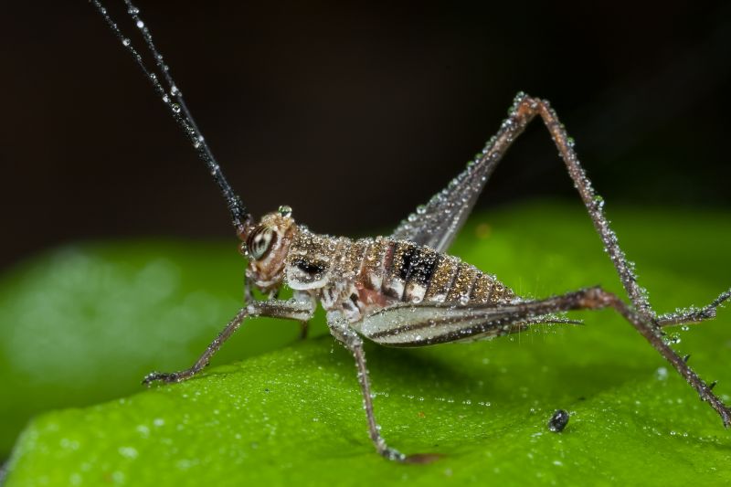 Cricket Control Service