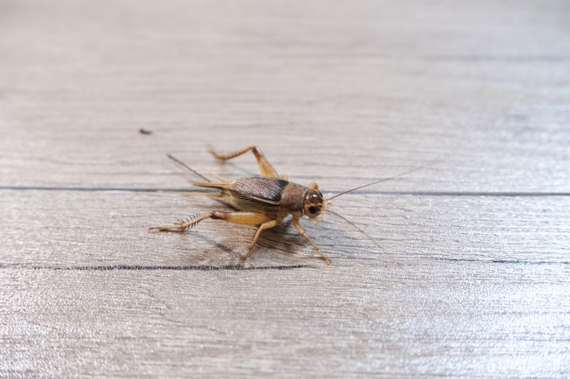 Cricket Removal Service