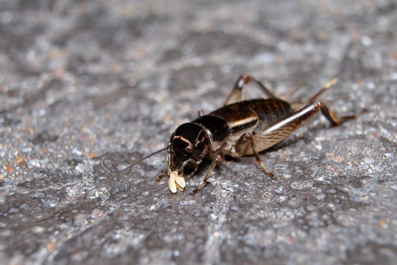 Cricket Removal Service