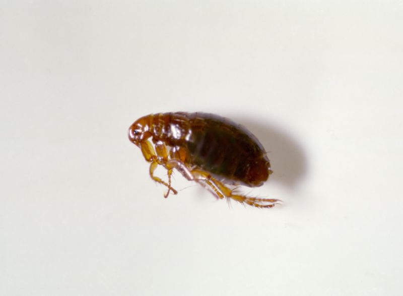Flea Extermination