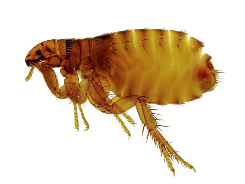 Flea Extermination