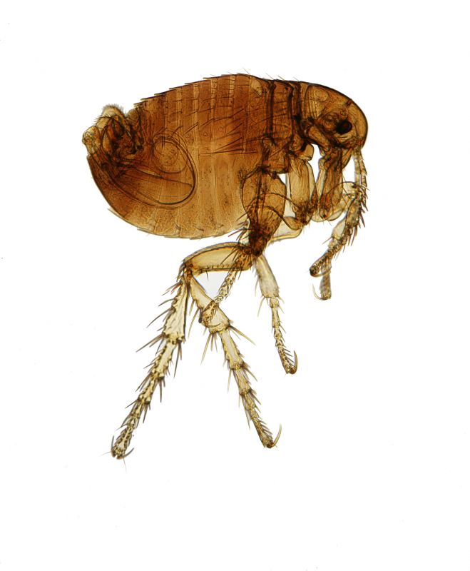 Flea Extermination