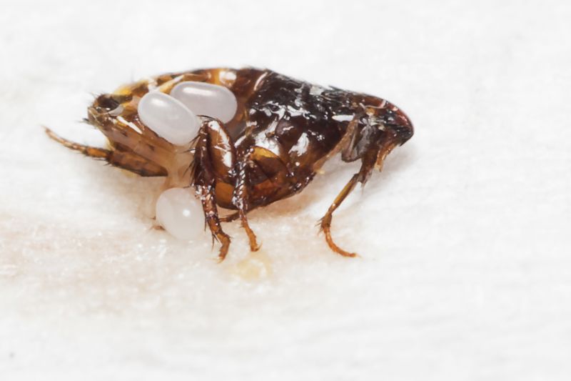 Flea Extermination