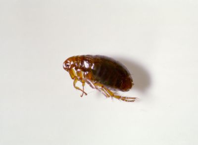 Flea Fumigation
