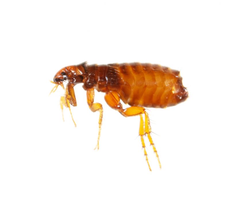 Flea Fumigation
