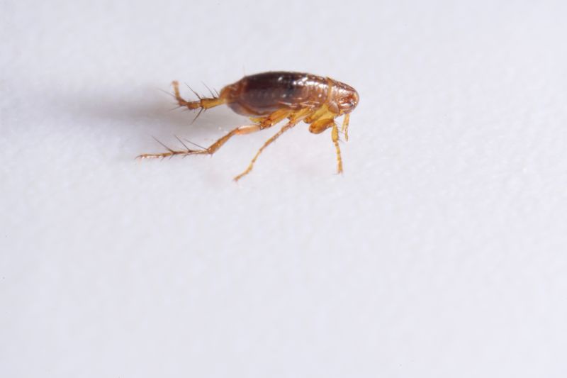 Flea Fumigation