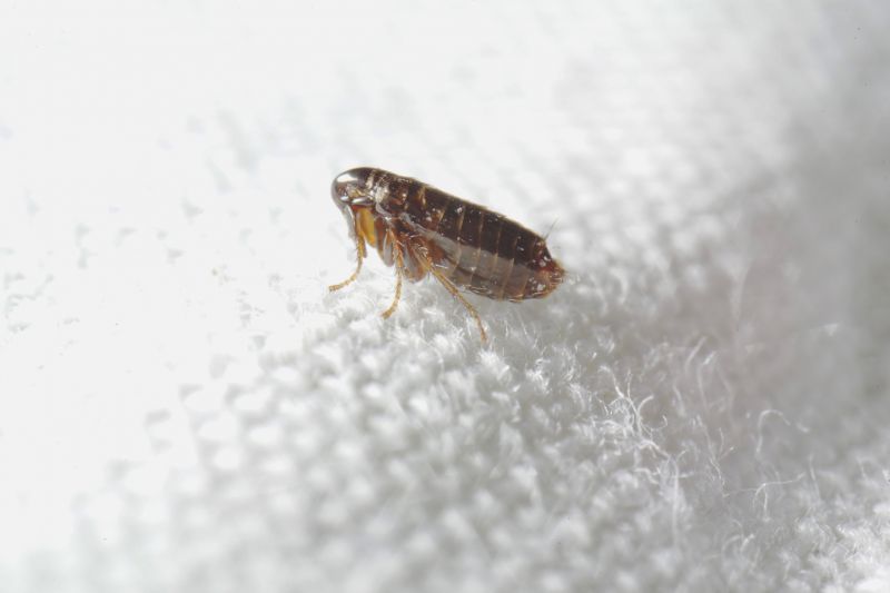 Flea Fumigation