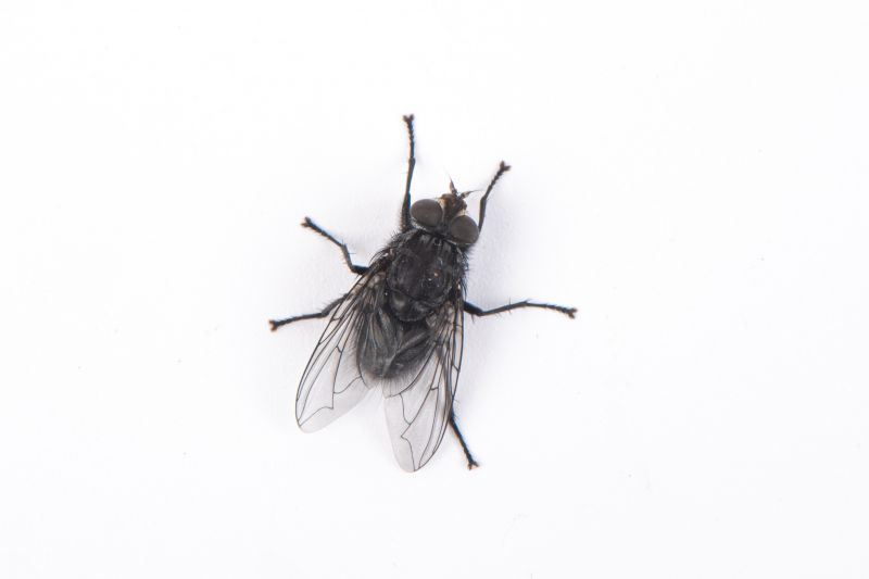 Fly Control Service