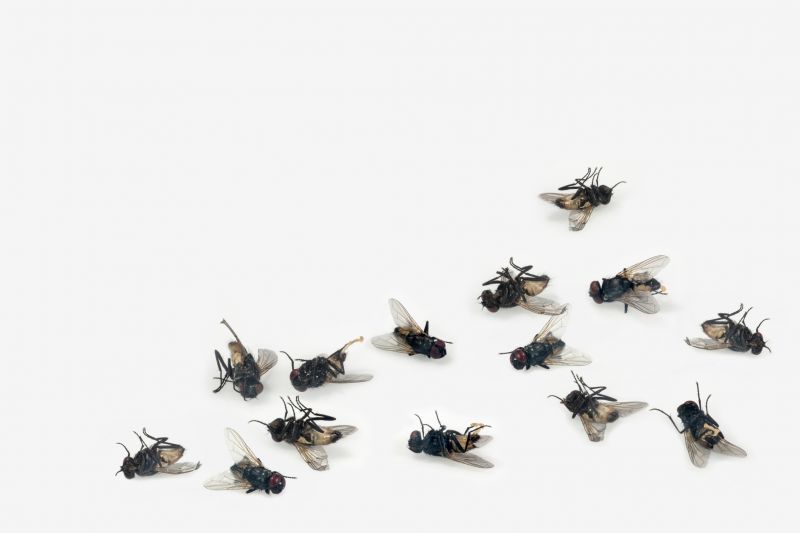 Fly Control Service