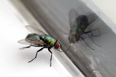 Fly Control Service