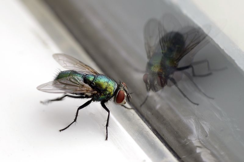 Fly Control Service