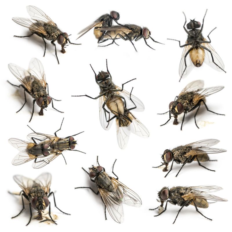 Fly Extermination
