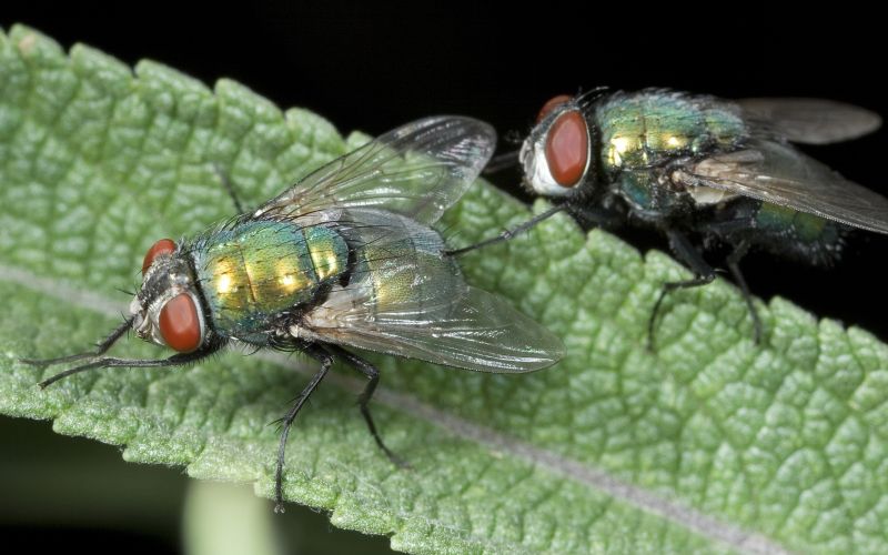 Fly Extermination