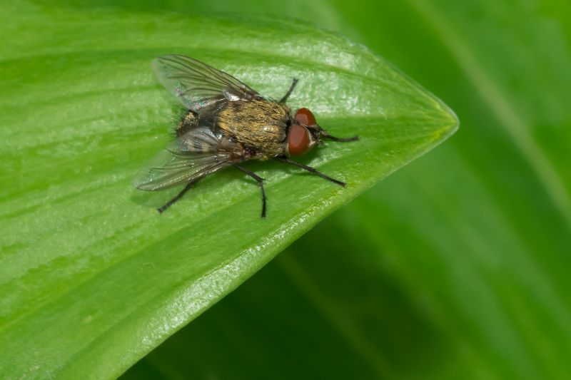 Fly Extermination