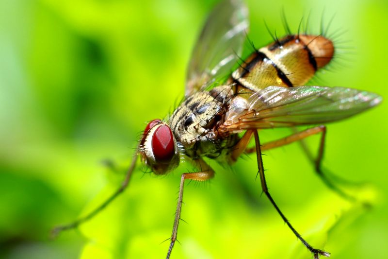 Fly Extermination
