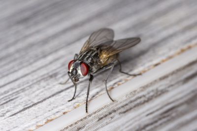 Fly Extermination