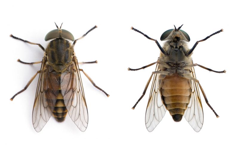 Fly Extermination