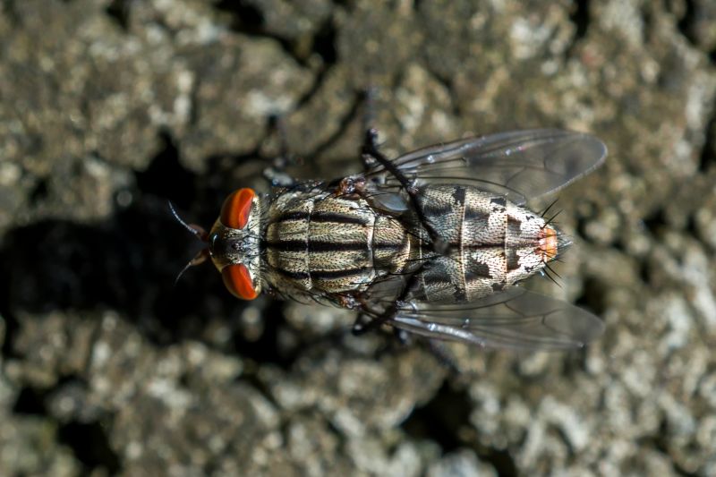 Fly Extermination