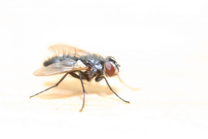 Fly Extermination