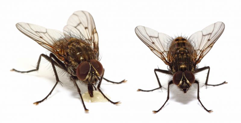 Fly Extermination