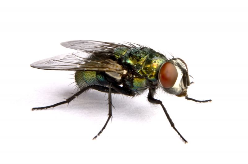 Fly Infestation Extermination