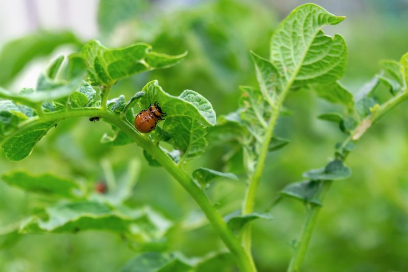 Insect Control Service