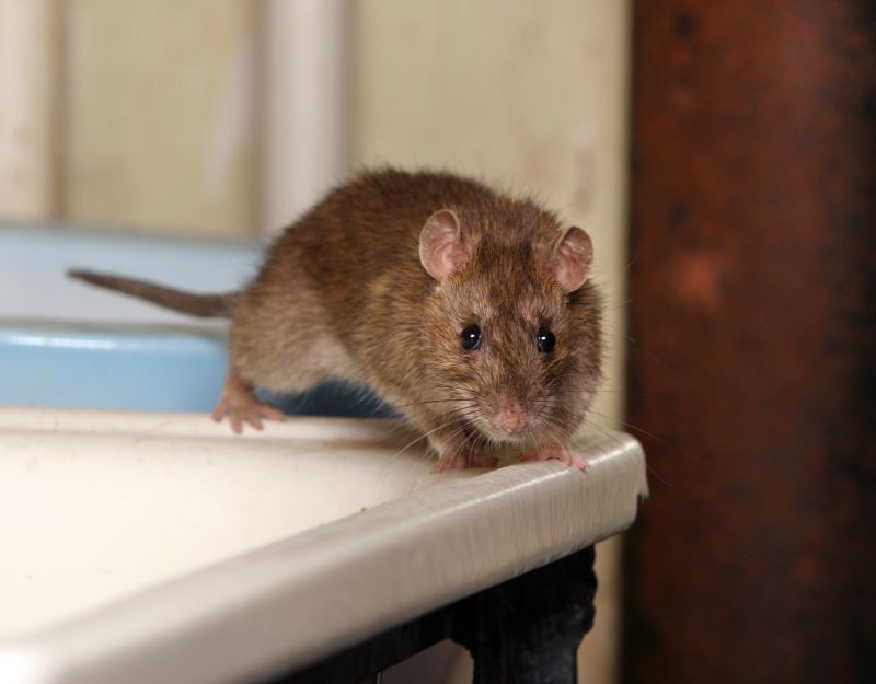 Mice Extermination Service