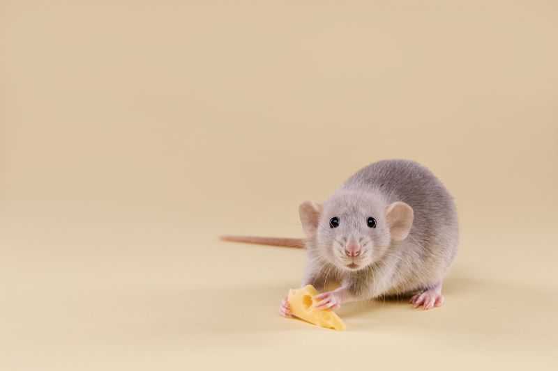 Mice Extermination Service