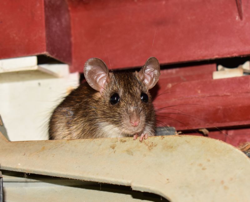 Mice Extermination Service