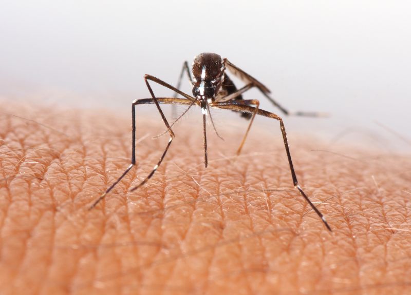 Mosquito Control Service