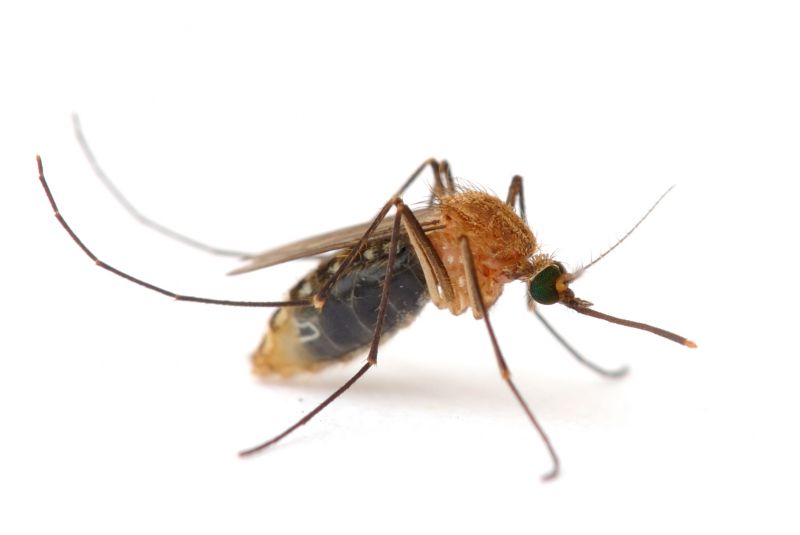 Mosquito Control Service