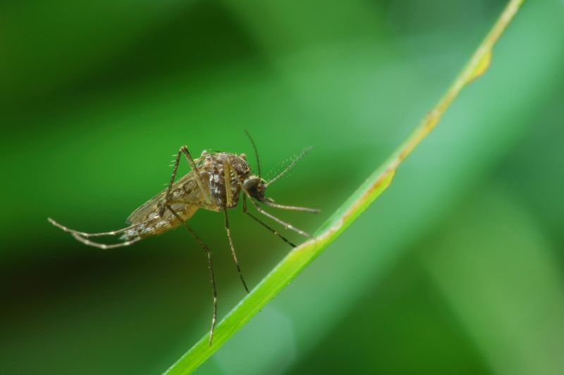 Mosquito Control Service