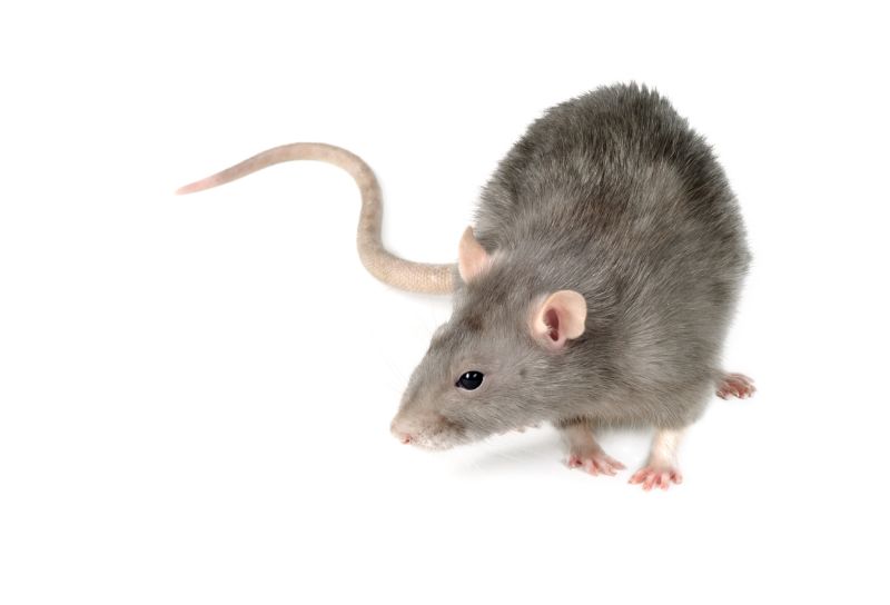 Rat Trapping Service