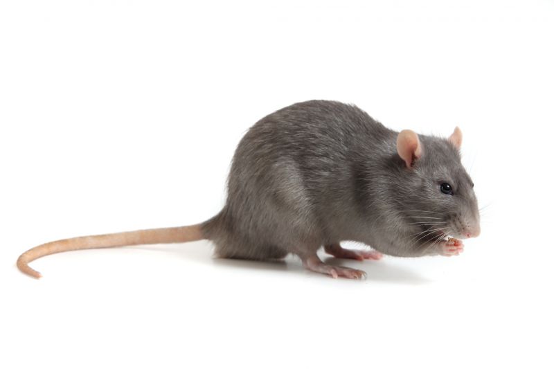 Rat Trapping Service