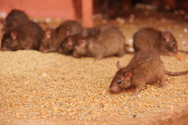 Rats Extermination