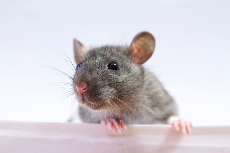 Rats Extermination