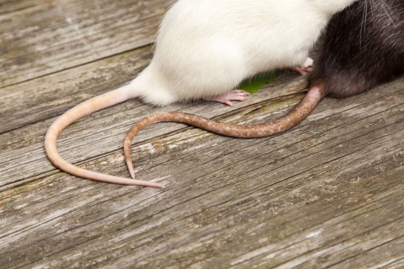 Rats Extermination